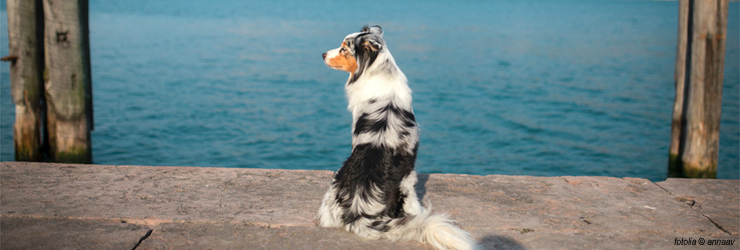 Ferienwohnung mit Hund am Gardasee - Tignale
